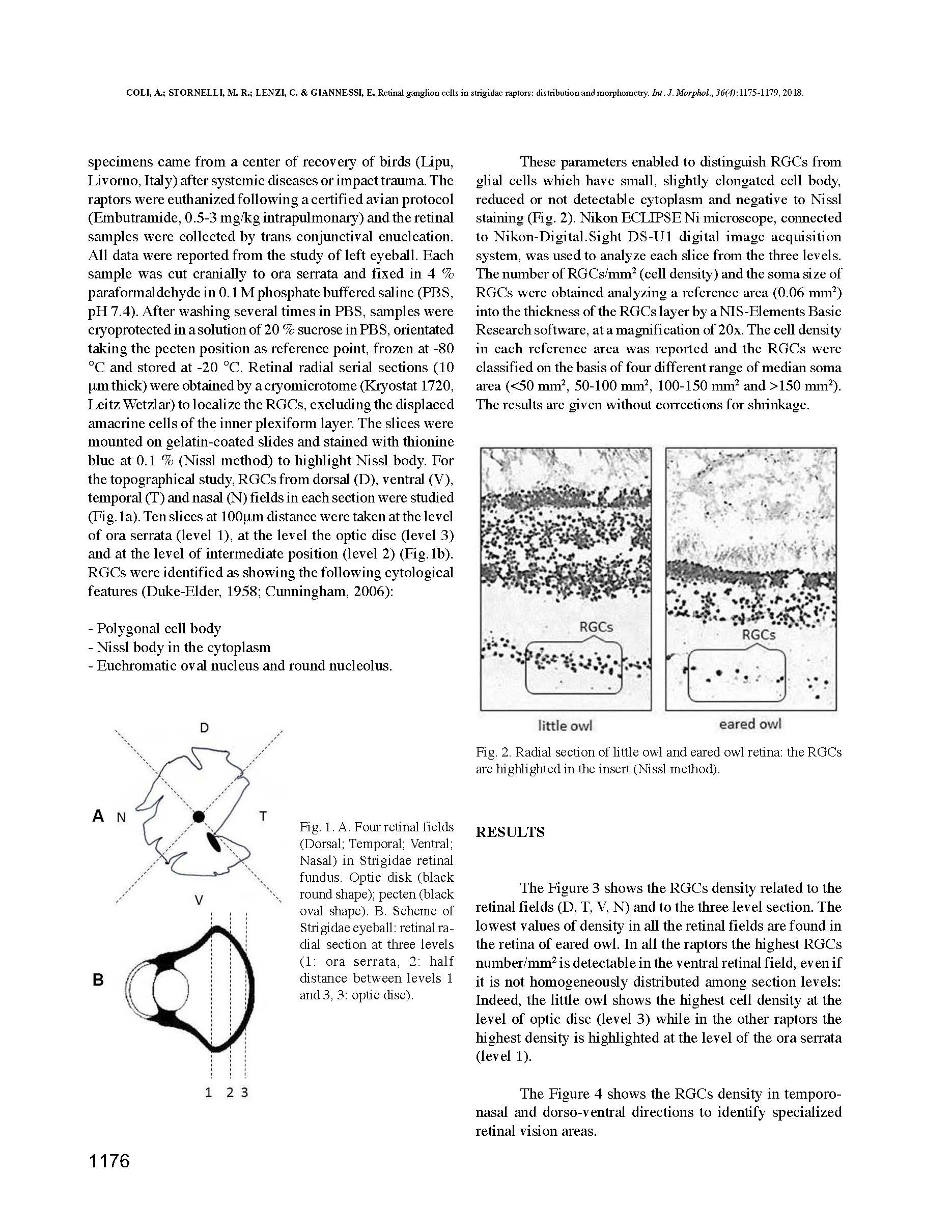 _Studio della retina di alcuni Strigiformi (gufo_, civetta, allocco e assiolo)_Pagina_2