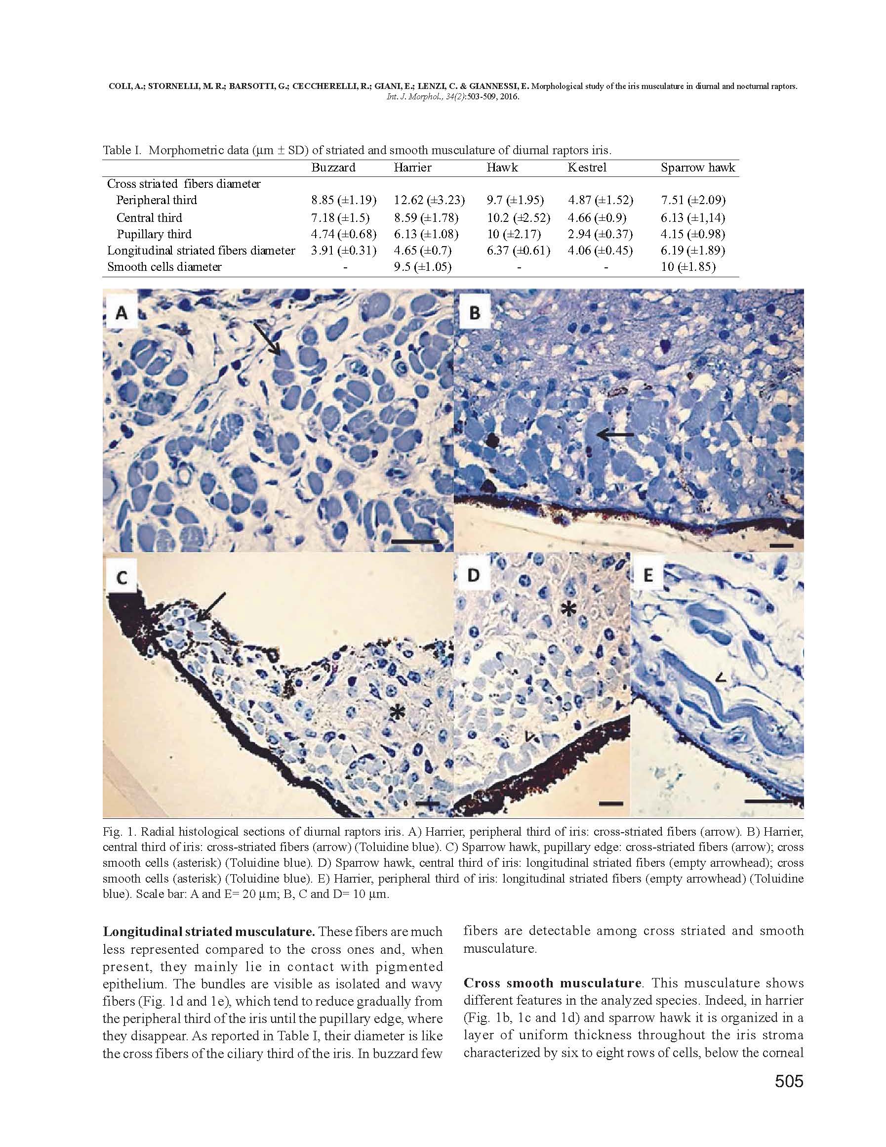 Studio dell'iride nei rapaci notturni e diurni_Pagina_3